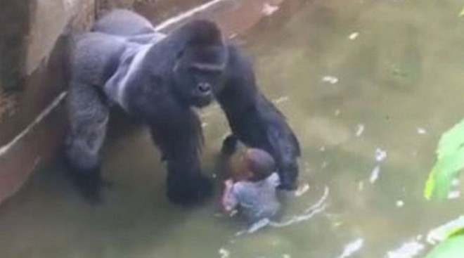 Bántalmazásnak számít, ha hagyod, hogy egy gorilla vonszolja a gyerekedet?