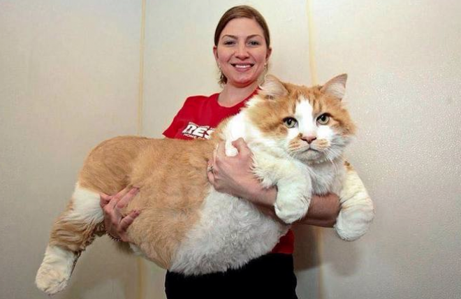 Láttál már ilyen gigantikus méretű macskákat?